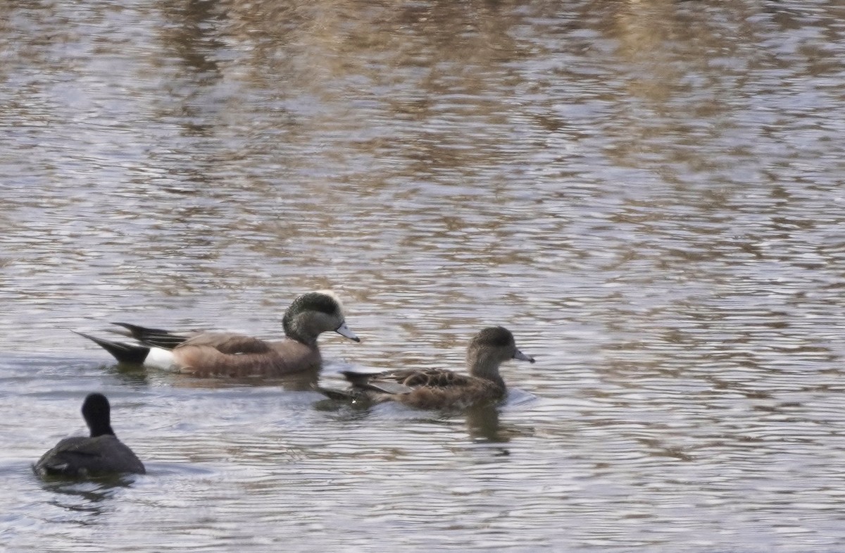 Canard d'Amérique - ML437298441