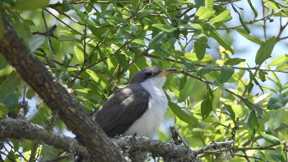 Yellow-billed Cuckoo - Charlotte Chehotsky