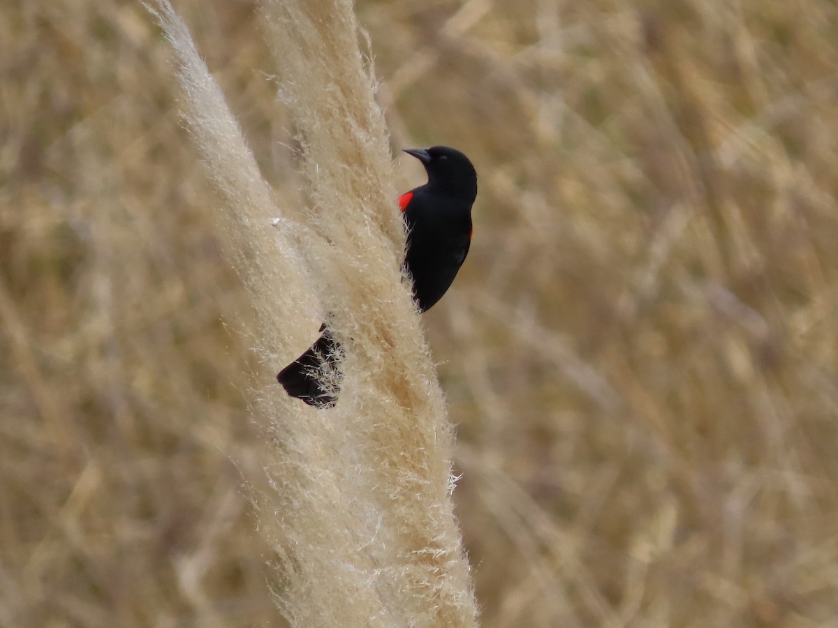 Red-winged Blackbird (California Bicolored) - ML437298831