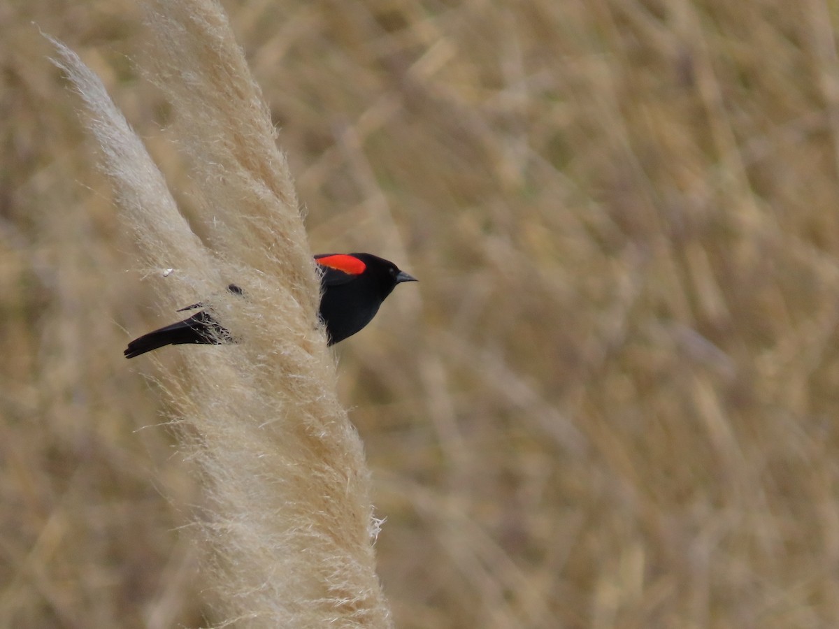 Red-winged Blackbird (California Bicolored) - ML437298841