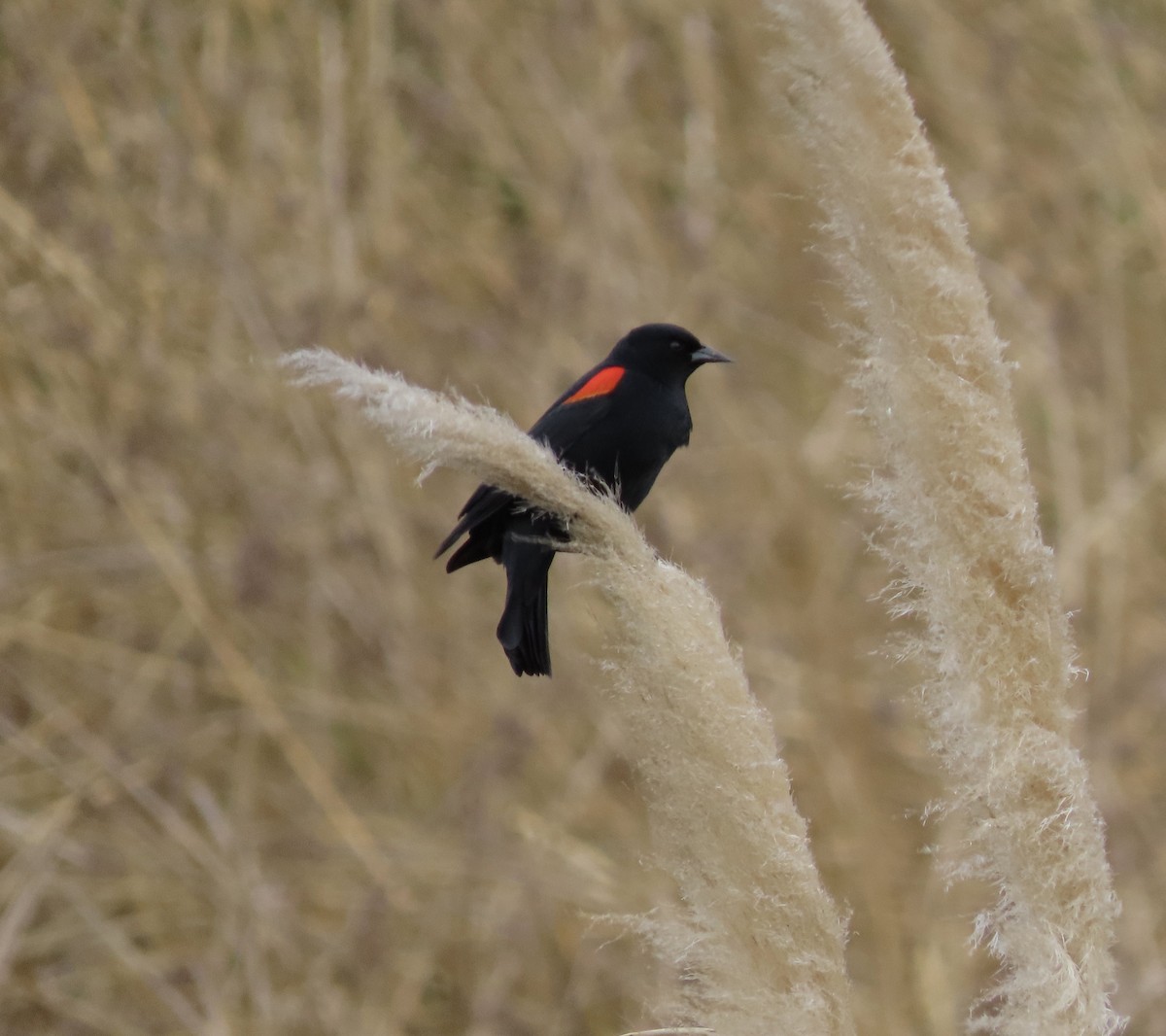 Red-winged Blackbird (California Bicolored) - ML437298851