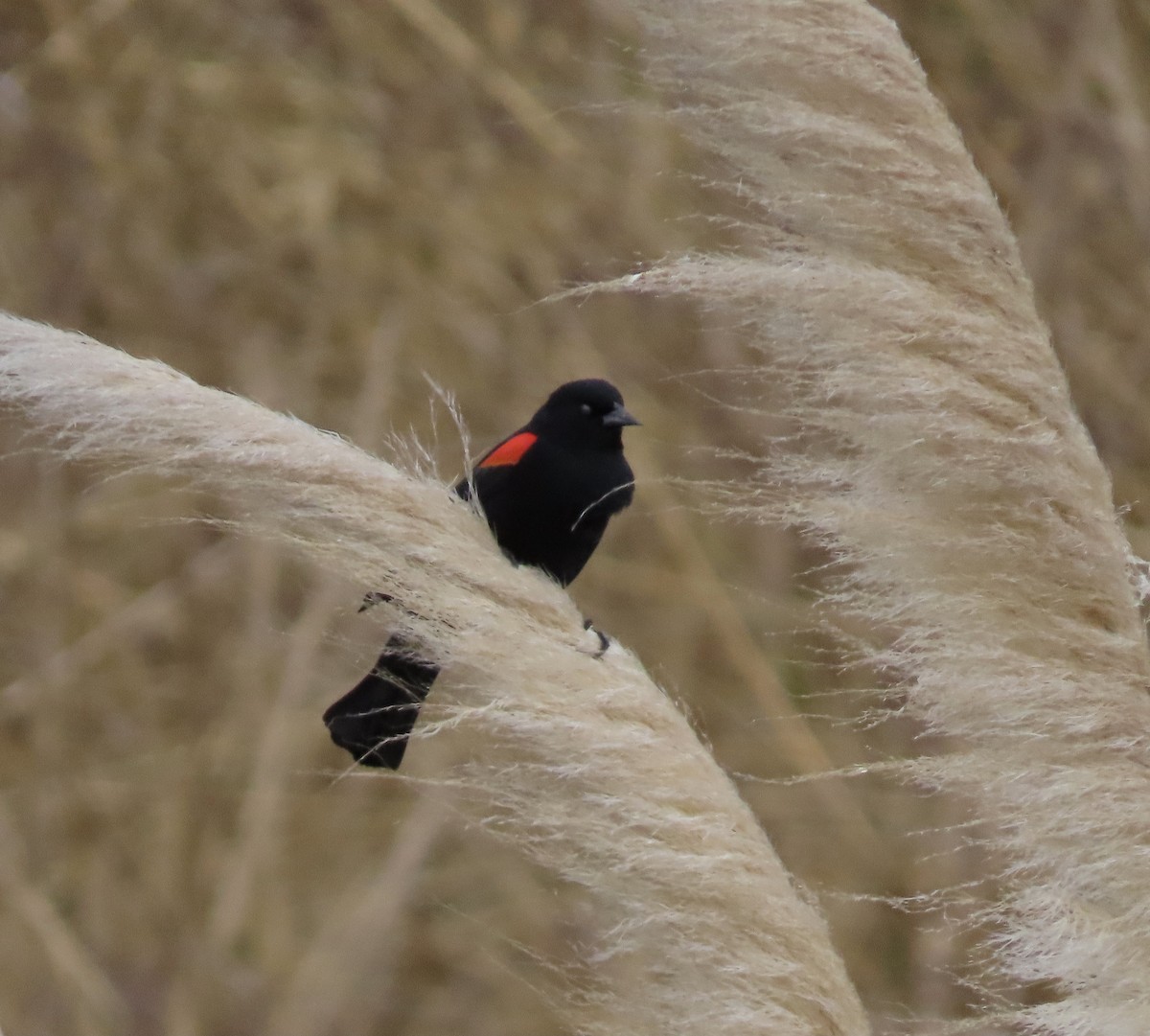 Red-winged Blackbird (California Bicolored) - ML437298861