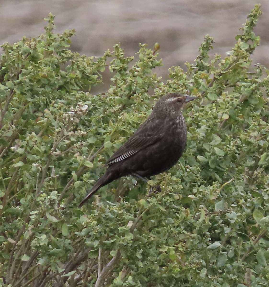 Red-winged Blackbird (California Bicolored) - ML437298871