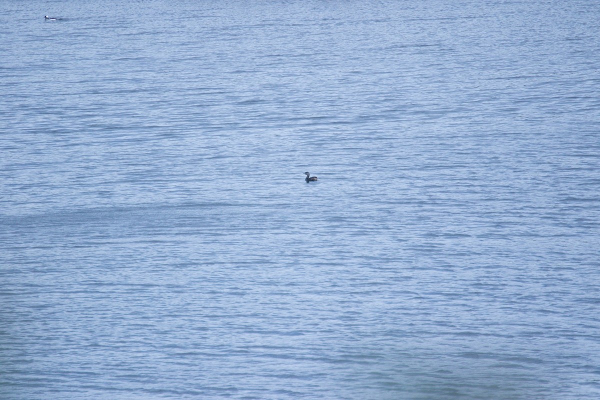 Pied-billed Grebe - ML437301141