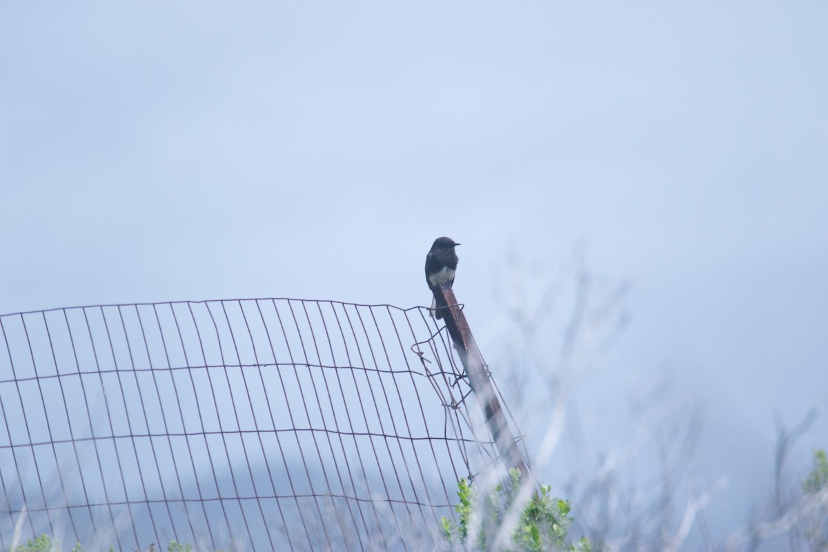 Black Phoebe - Chris Long