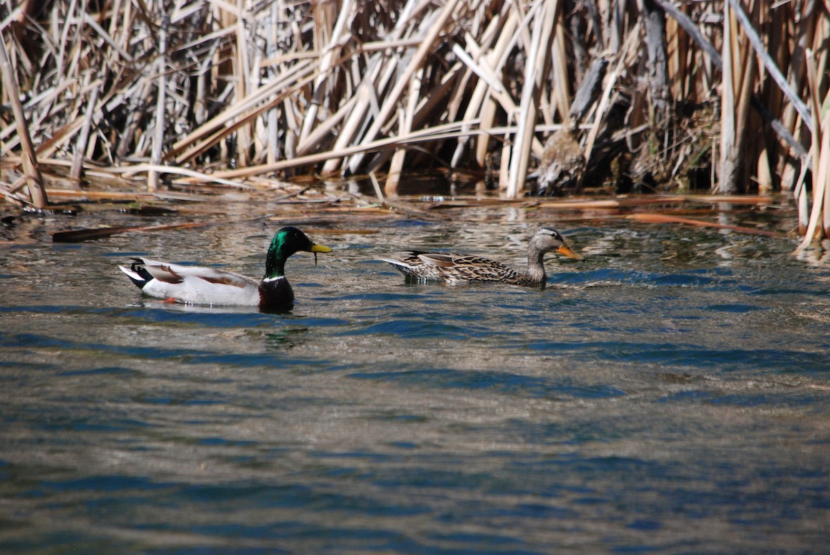 Canard colvert - ML437304151