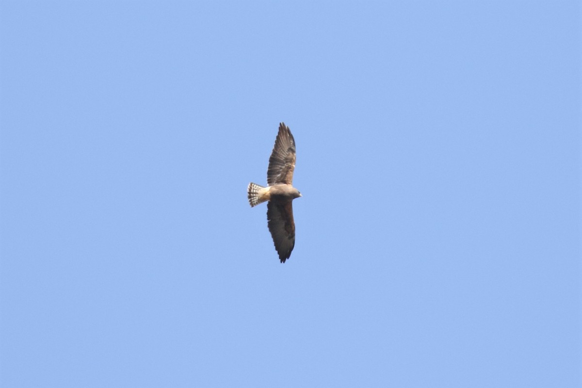 Swainson's Hawk - ML437304391