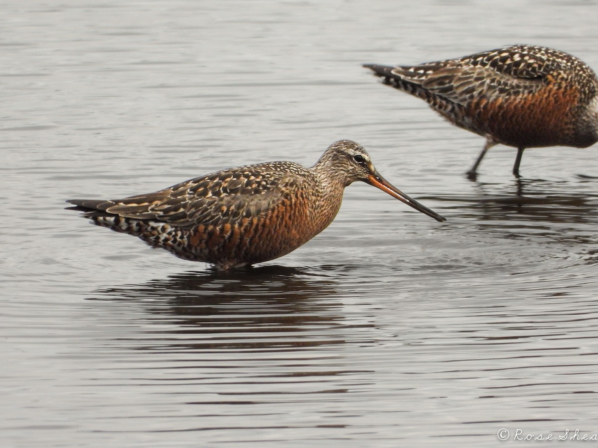 Hudsonian Godwit - Rose Shea