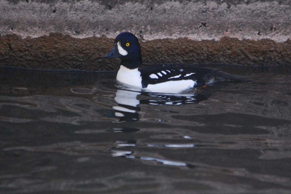 Garrot d'Islande - ML437305111