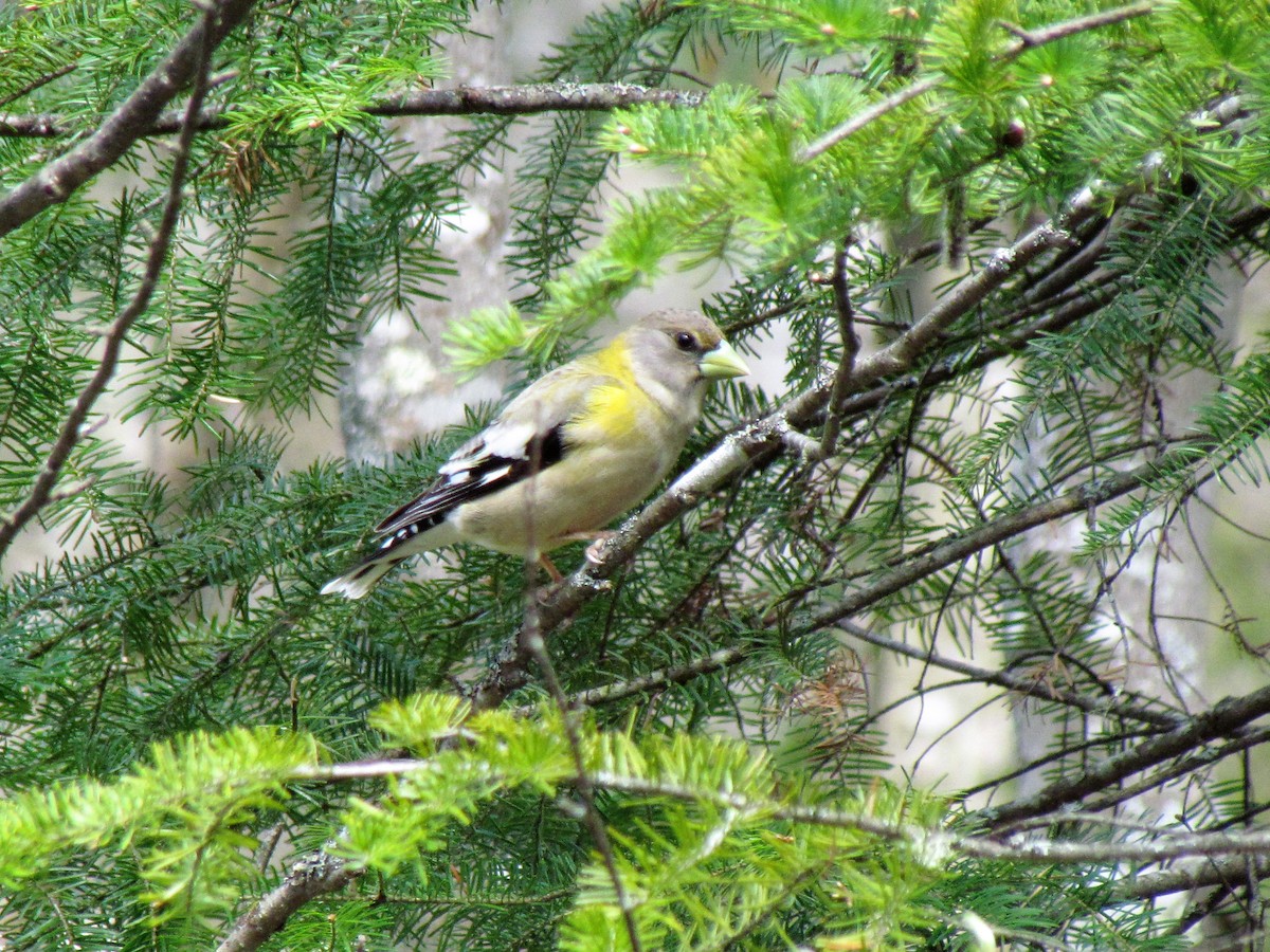 Evening Grosbeak - ML43730591