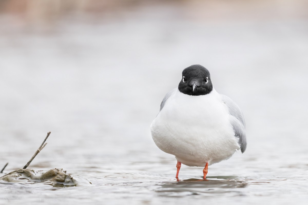 Bonaparte's Gull - ML437306751
