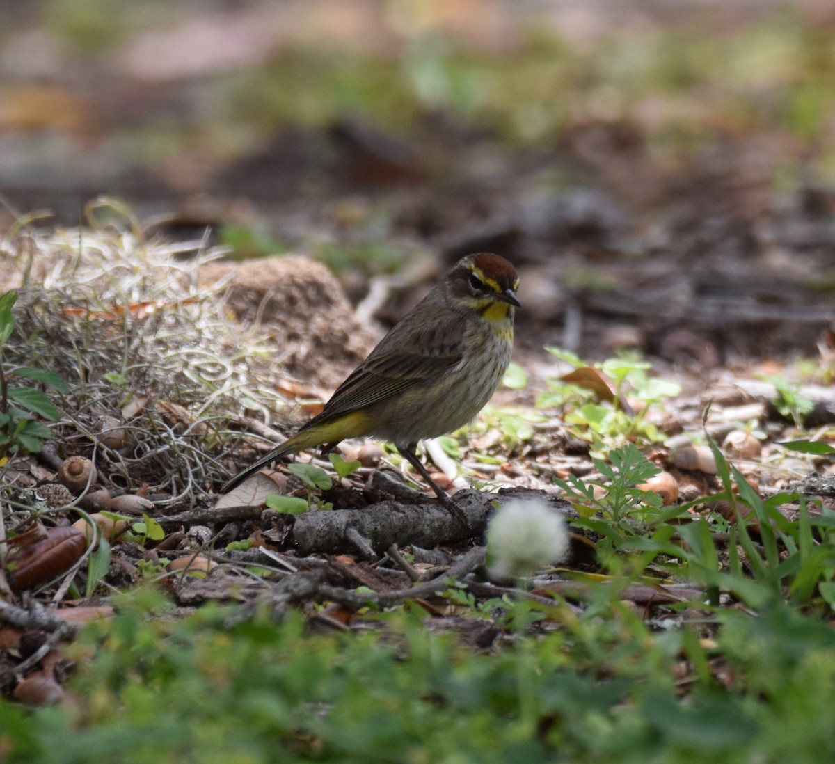 Palm Warbler - ML437307371