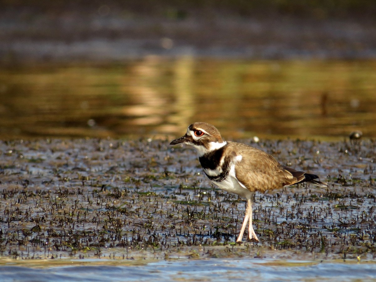 Killdeer - ML43730841