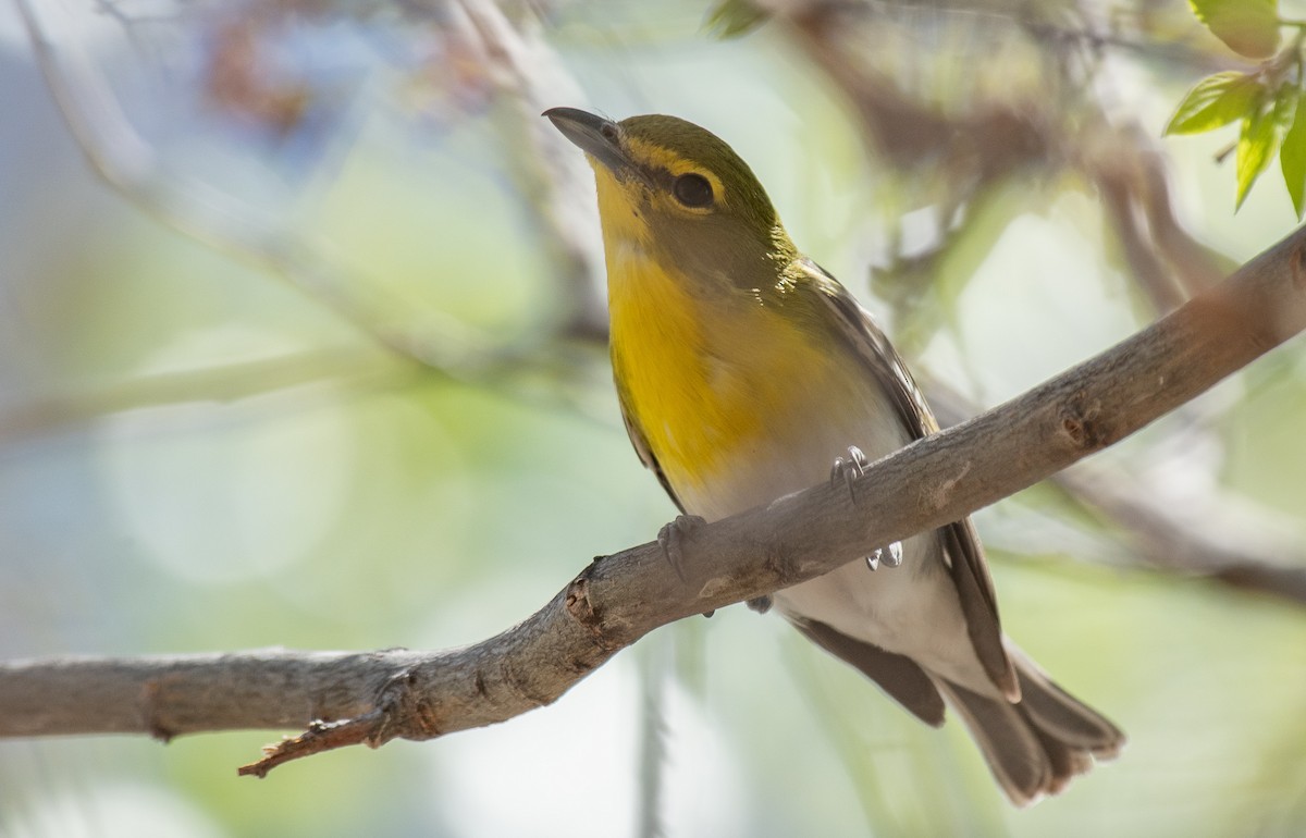 Vireo Gorjiamarillo - ML437308721