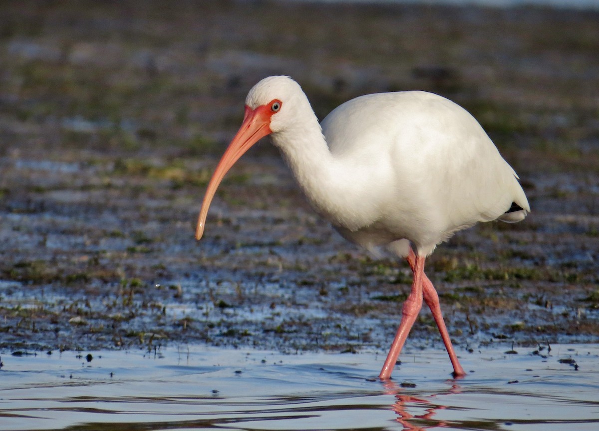 White Ibis - ML43730891