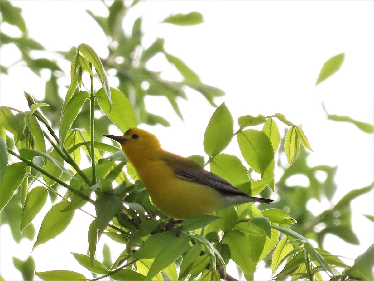 Prothonotary Warbler - ML437309061