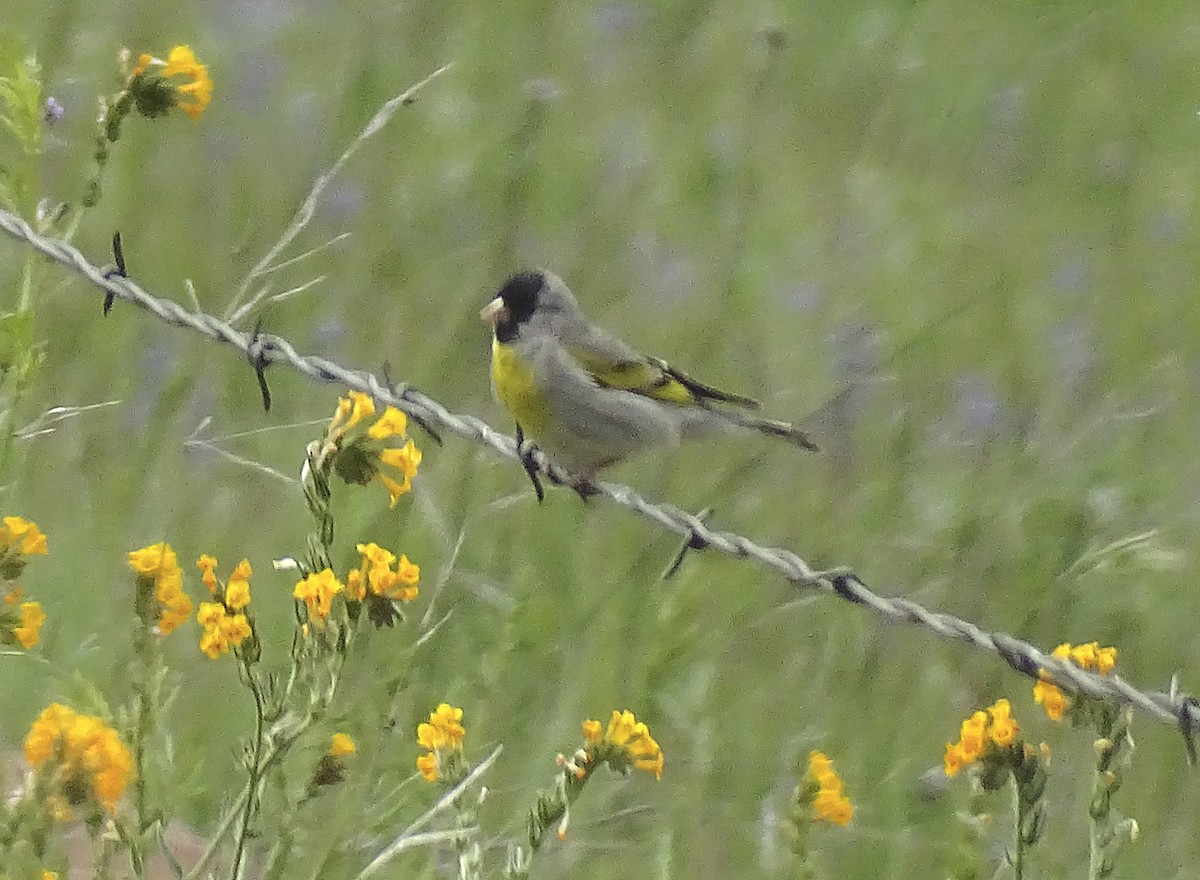 Lawrence's Goldfinch - Nancy Overholtz