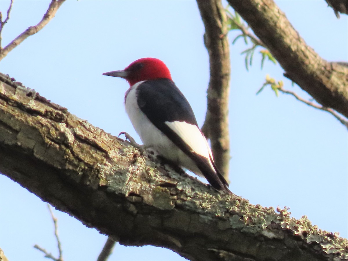 Red-headed Woodpecker - ML437310871