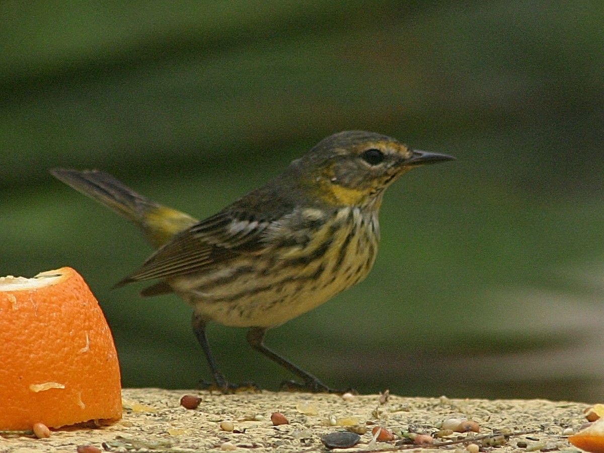 Cape May Warbler - ML43731231
