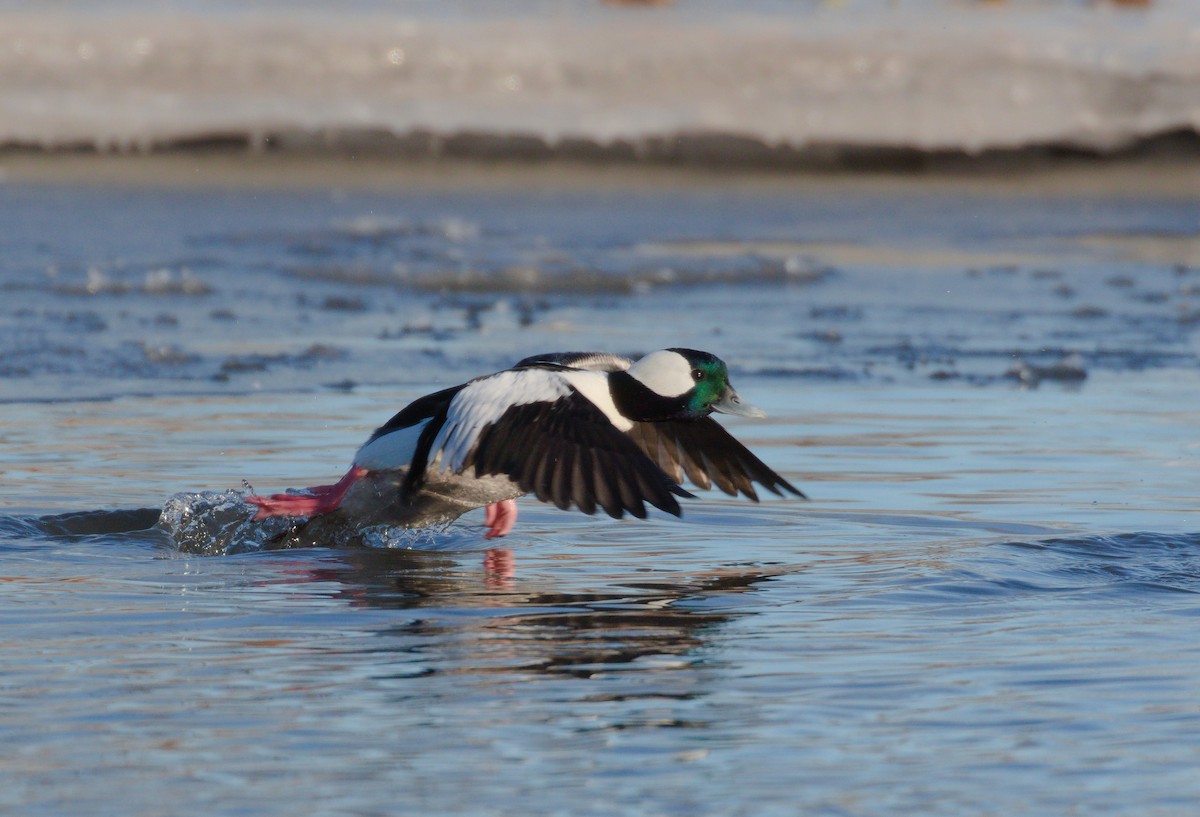 Bufflehead - Alex Mann