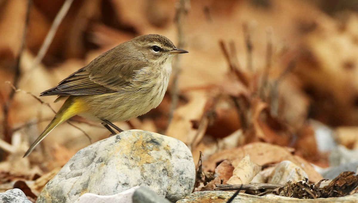 Palm Warbler (Western) - ML43731651