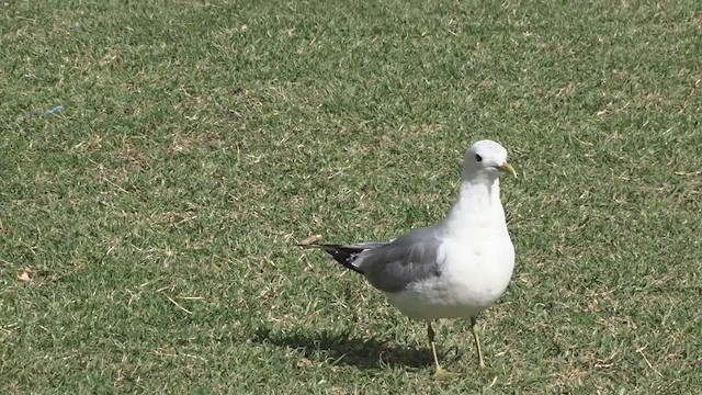 Short-billed Gull - ML437317781