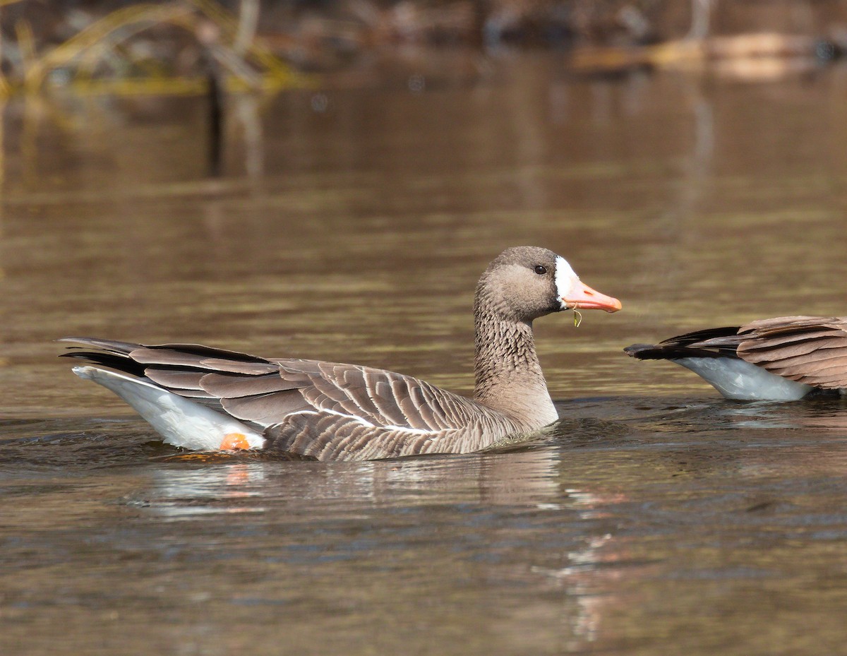 Greater White-fronted Goose - ML437319611