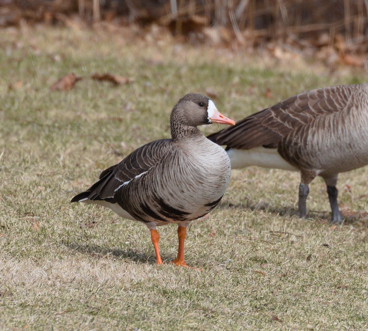 Greater White-fronted Goose - ML437319631
