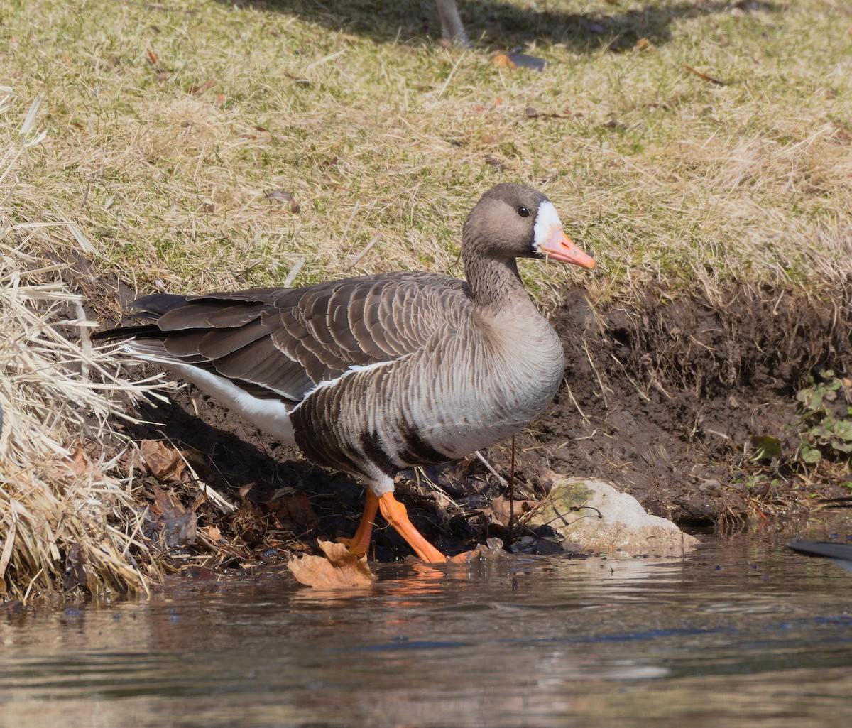 Greater White-fronted Goose - ML437319681