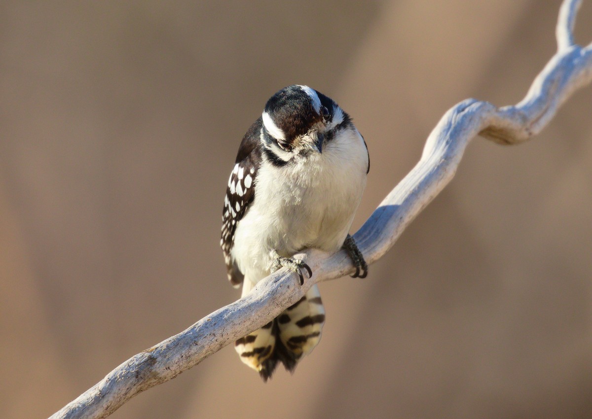 Yumuşak Tüylü Ağaçkakan (pubescens/medianus) - ML437321081