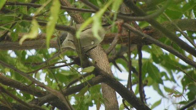 Lesser Whitethroat (Hume's) - ML437322431