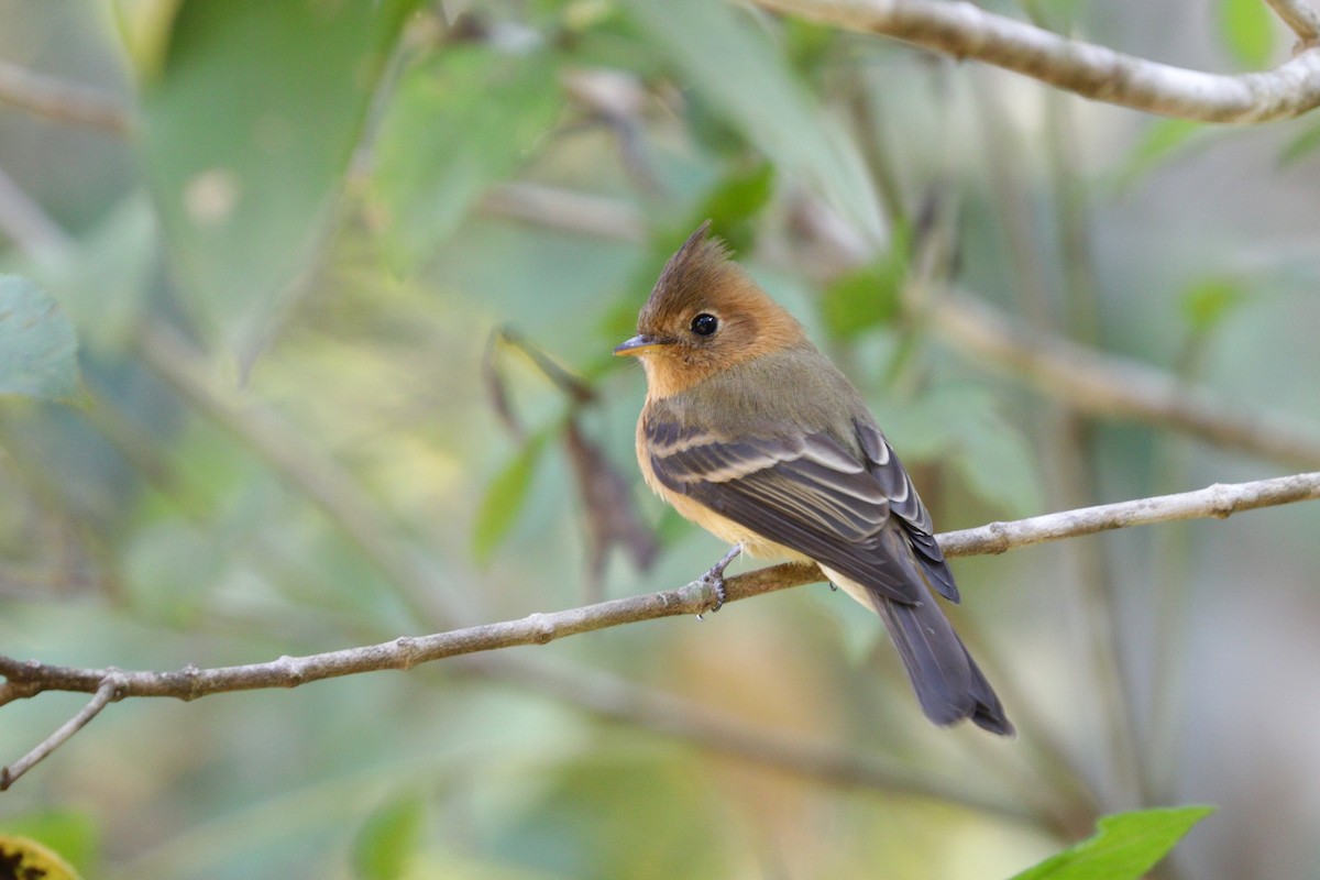 Tufted Flycatcher - Aaron Marshall