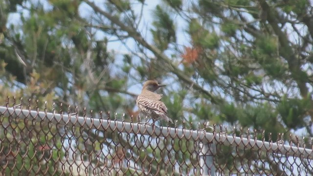 Northern Flicker - ML437324791