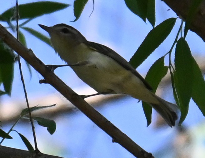 sangvireo - ML437325561