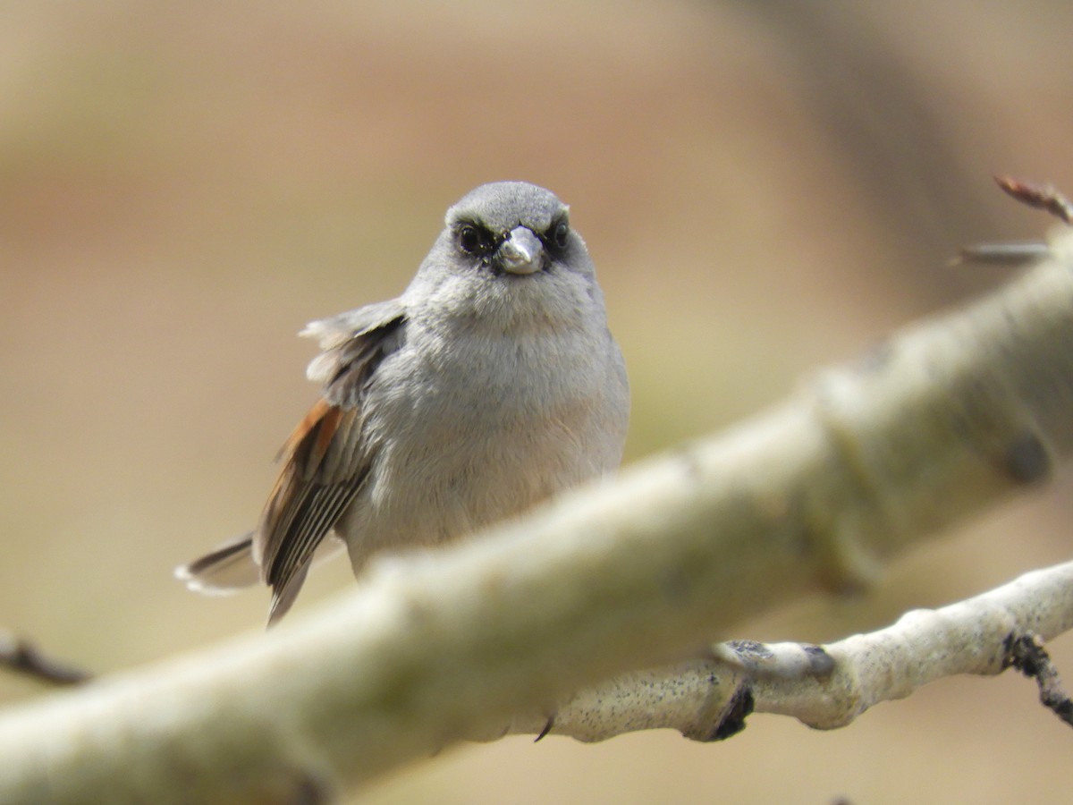 Dark-eyed Junco (Red-backed) - ML437330251