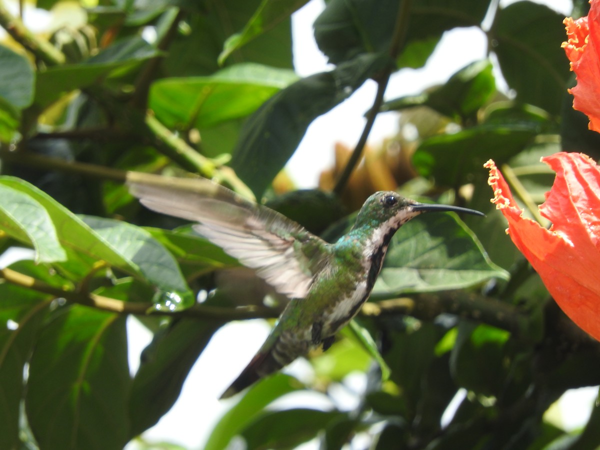kolibřík lesklý - ML437331411