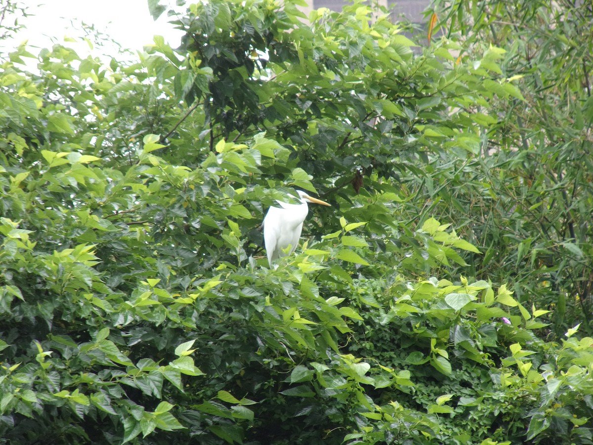 Great Egret (modesta) - ML437333111