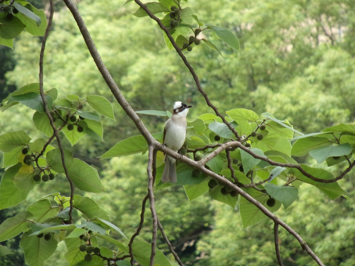 Light-vented Bulbul (formosae/orii) - ML437333561