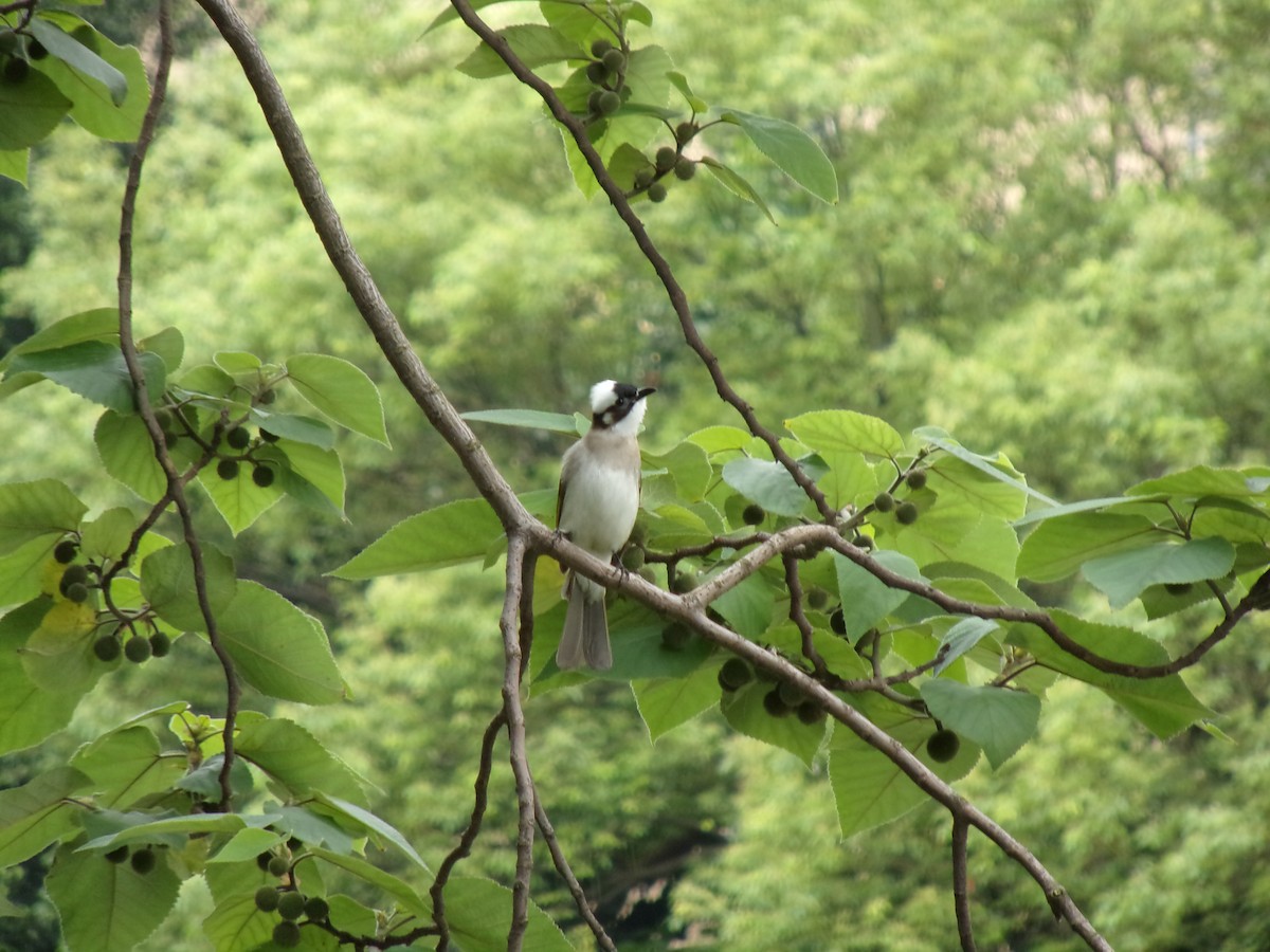 Light-vented Bulbul (formosae/orii) - ML437333701