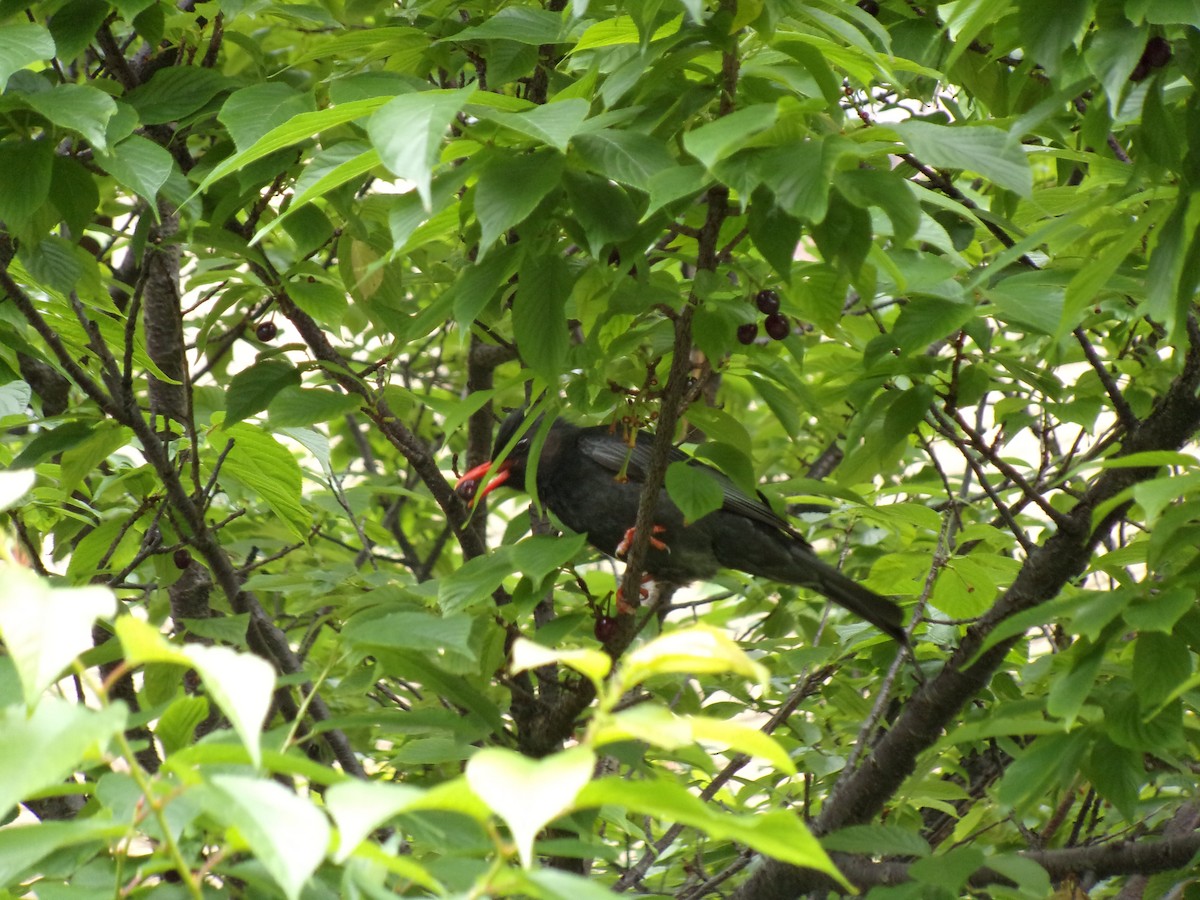 Black Bulbul (Gray-winged) - ML437333821