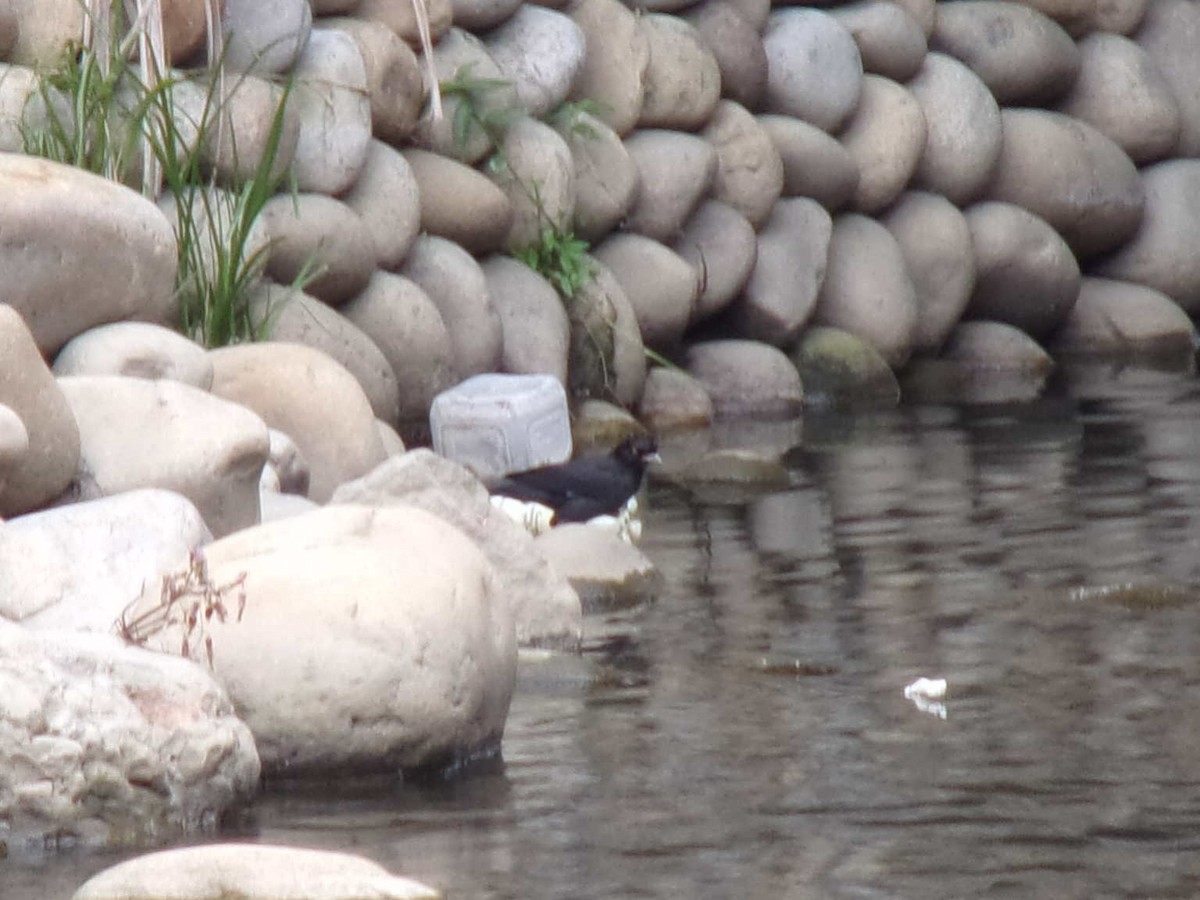 Crested Myna - ML437333941