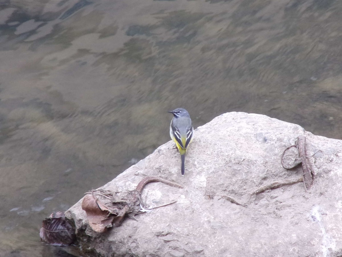 Gray Wagtail - ML437333981