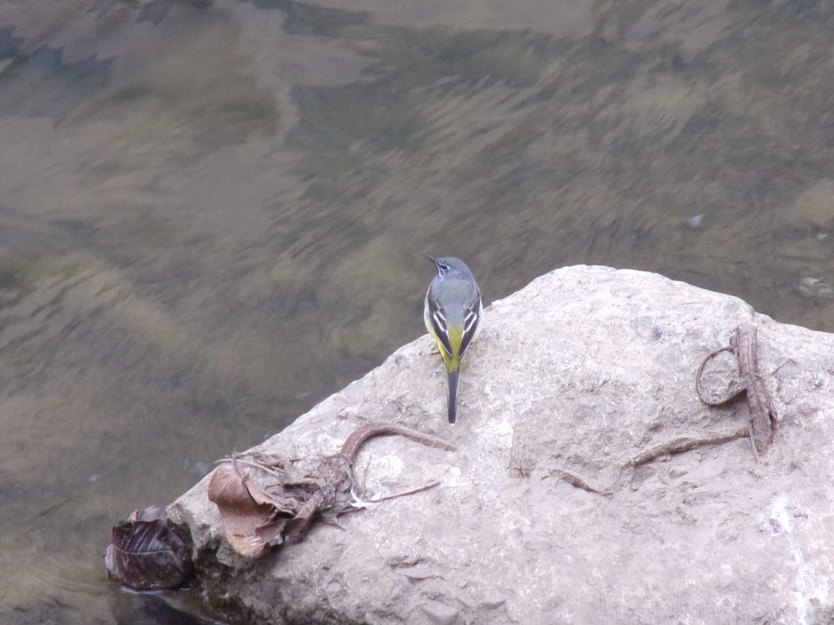 Gray Wagtail - ML437334031