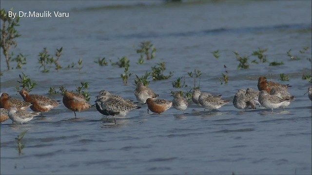 Шармаг элсэг - ML437334511