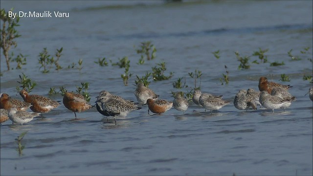 Red Knot - ML437334511