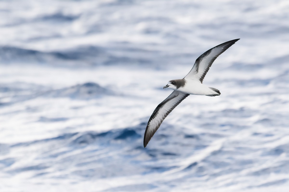 Petrel Aliblanco - ML437335241