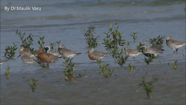 Red Knot - ML437335351
