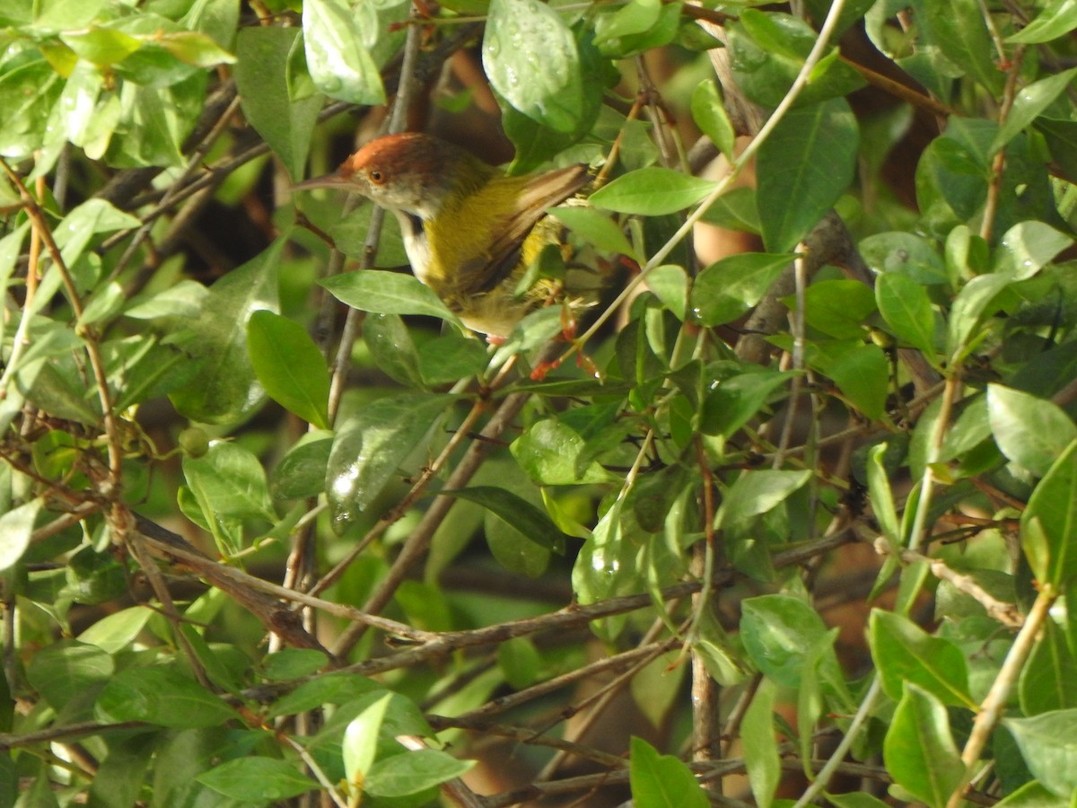 Common Tailorbird - ML437337951