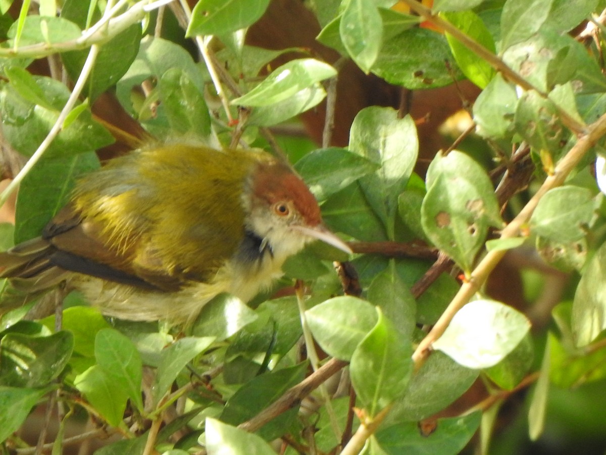 Common Tailorbird - ML437338261