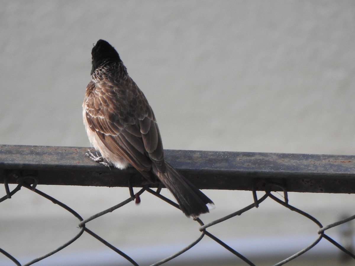Red-vented Bulbul - ML437338811
